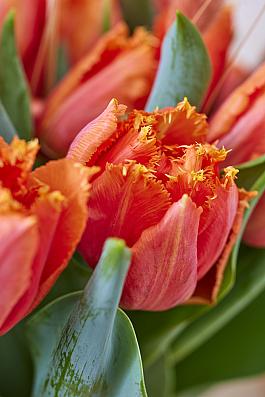Orange Passion® 8