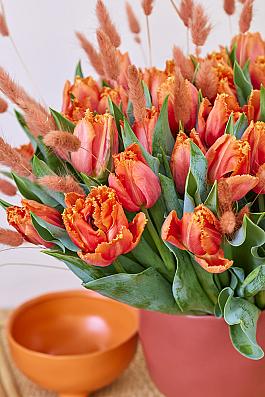 Orange Passion® 7