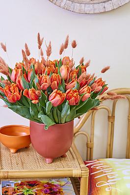 Orange Passion® 6
