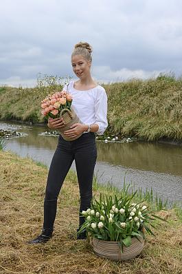 Tulpen algemeen 4