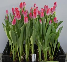Liliane Gronert® 11