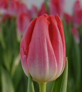 Liliane Gronert® 10