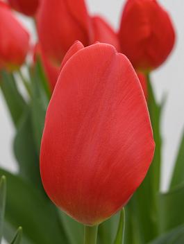 Red Magic® 1