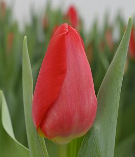Red Magic® 18