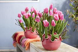 Dutch Delight® 11