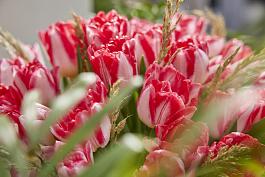 Dutch Delight® 10