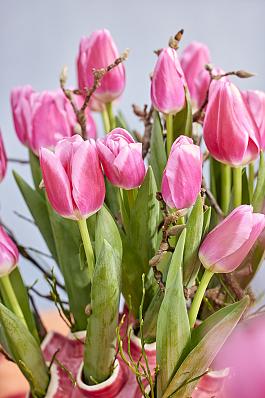 Dutch Delight® 8