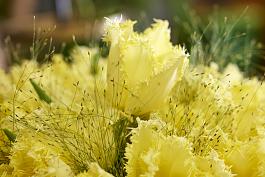 Rebellious Yellow® 17