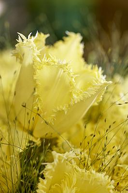 Rebellious Yellow® 16