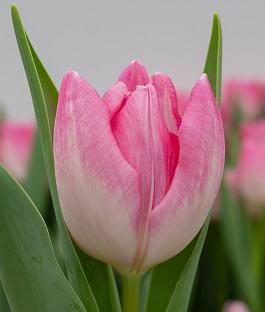 Dutch Beauty® 17