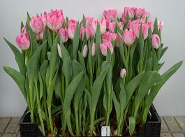 Dutch Beauty® 16