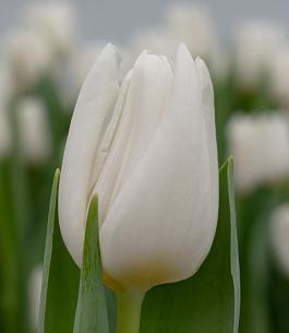 White Spirit® 4